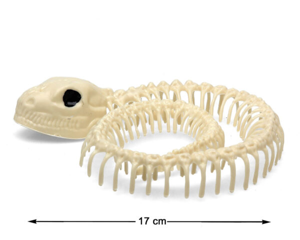 Squelette avec Serpent – 17 cm Ce mini-squelette accompagné de son serpent décoratif est l’élément parfait pour peaufiner votre déco Halloween avec une touche originale, effrayante et amusante.
