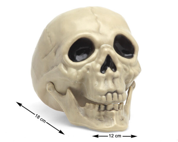 Plongez dans l’ambiance sombre et mystérieuse avec cette tête de mort au réalisme saisissant ! Dotée d’une mâchoire articulée, elle peut s’ouvrir et se refermer pour une mise en scène encore plus terrifiante. Que ce soit pour Halloween, une soirée à thème ou simplement pour ajouter une touche macabre à votre décoration, cet accessoire fera sensation !
