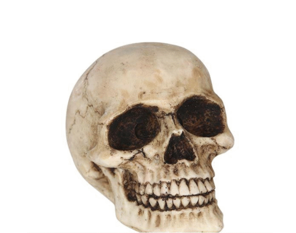 Mettez des frissons dans votre déco avec notre Tête de mort en résine ! Une décoration de fête effrayante, réaliste et parfaite pour toutes vos célébrations thématiques.